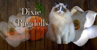 Dixie Ragdolls