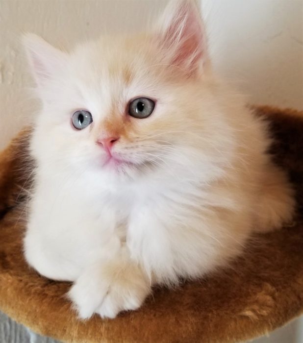 Ragdoll Kittens for sale in Florida Dixie Ragdolls Cattery