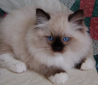 Ragdoll Kittens for Sale