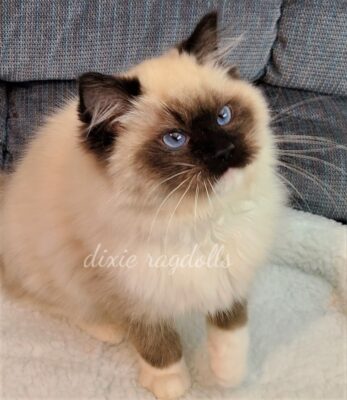 Ragdoll Kittens for sale in Florida